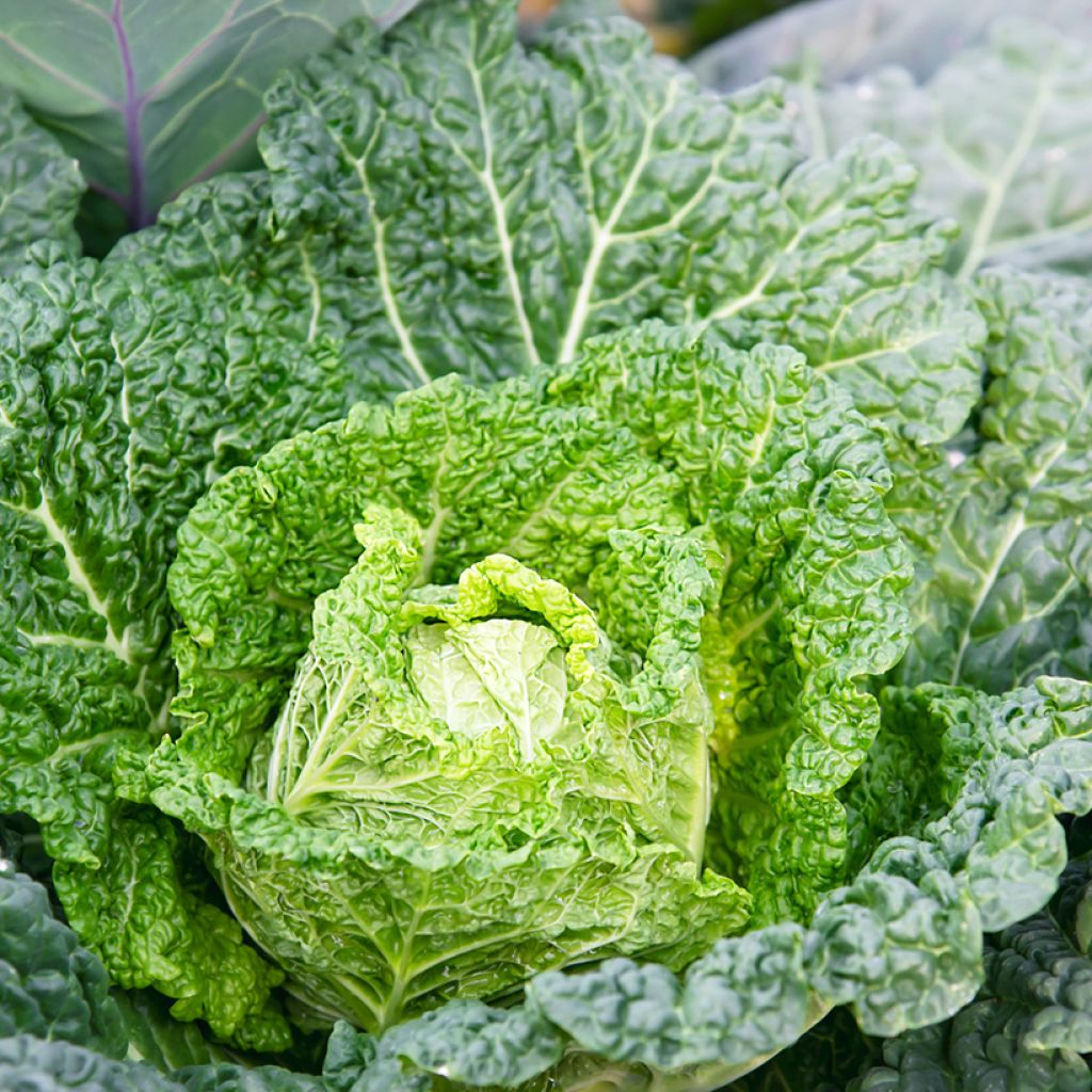 Savoy Cabbage Bloemendaalse Gele