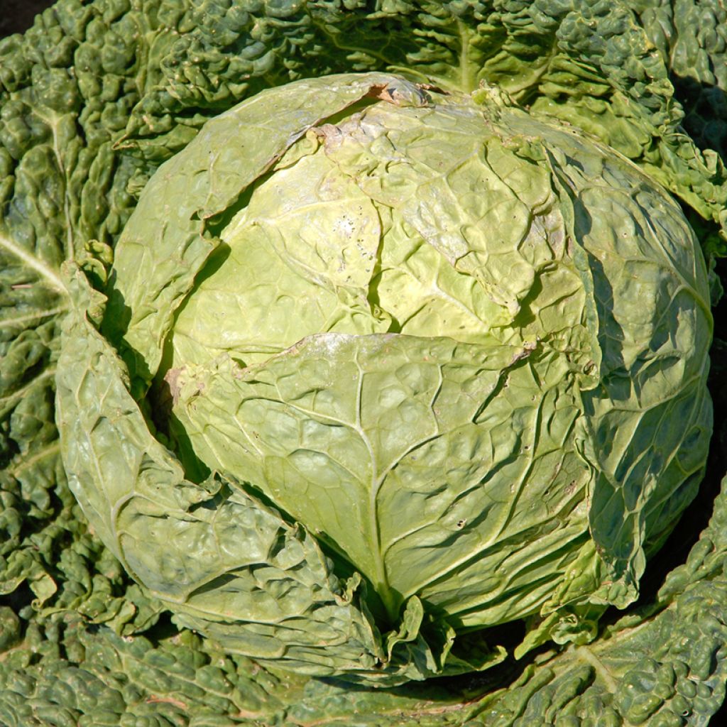 Cabbage Milan Clarissa F1 - Brassica oleracea sabauda