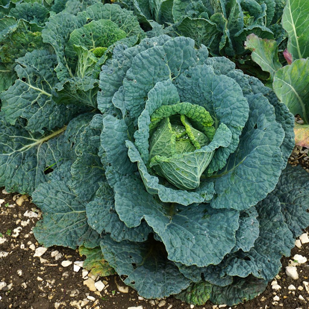 Cabbage January King 3 - Brassica oleracea capitata