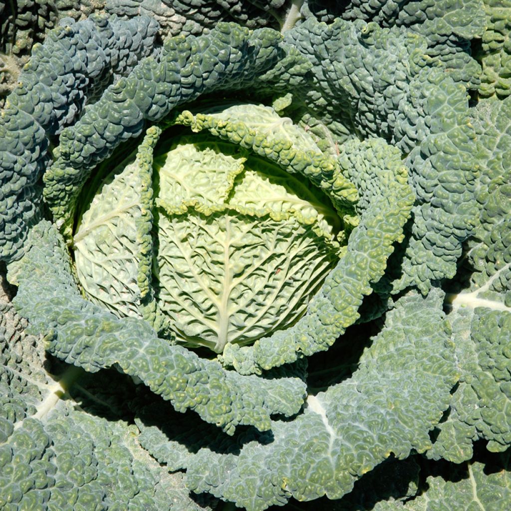 Cabbage Manon F1 plants - Brassica oleracea sabauda