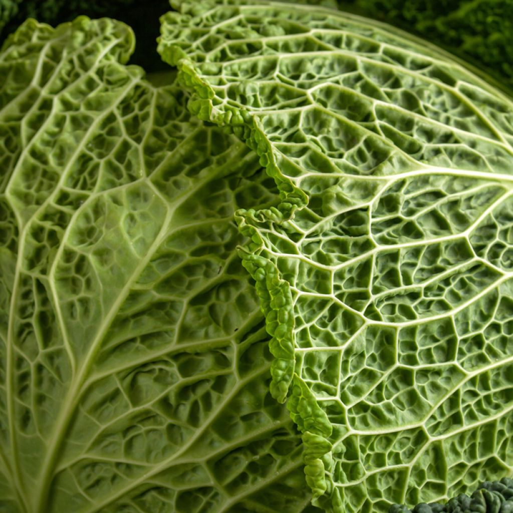 Cabbage Savoy King F1 - Brassica oleracea sabauda