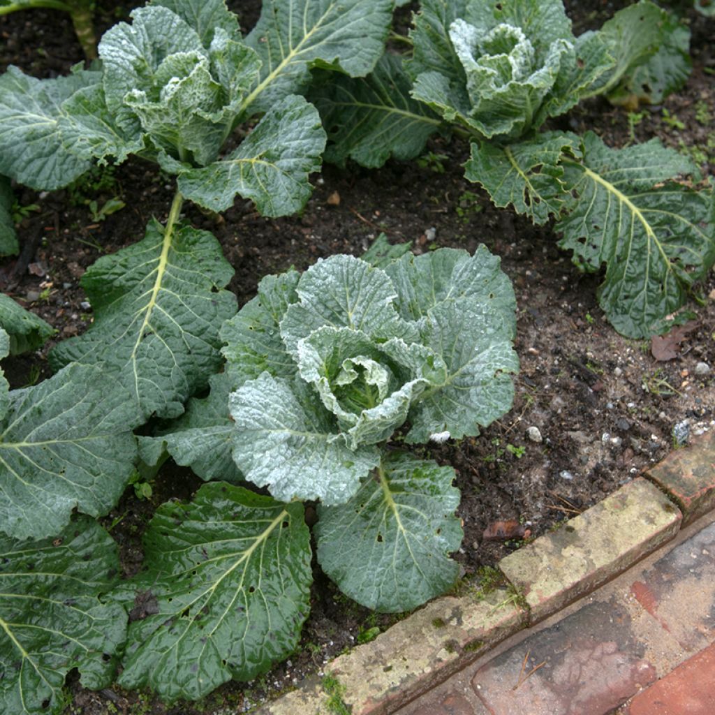 Cabbage Tundra F1 - Brassica oleracea sabauda