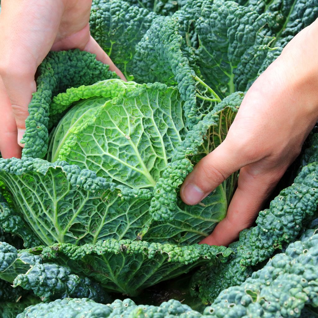 Savoy Cabbage Aubervilliers
