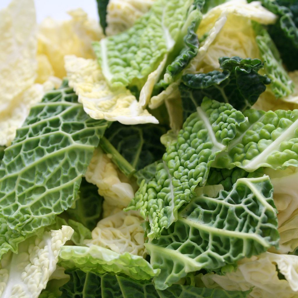 Savoy Cabbage Aubervilliers
