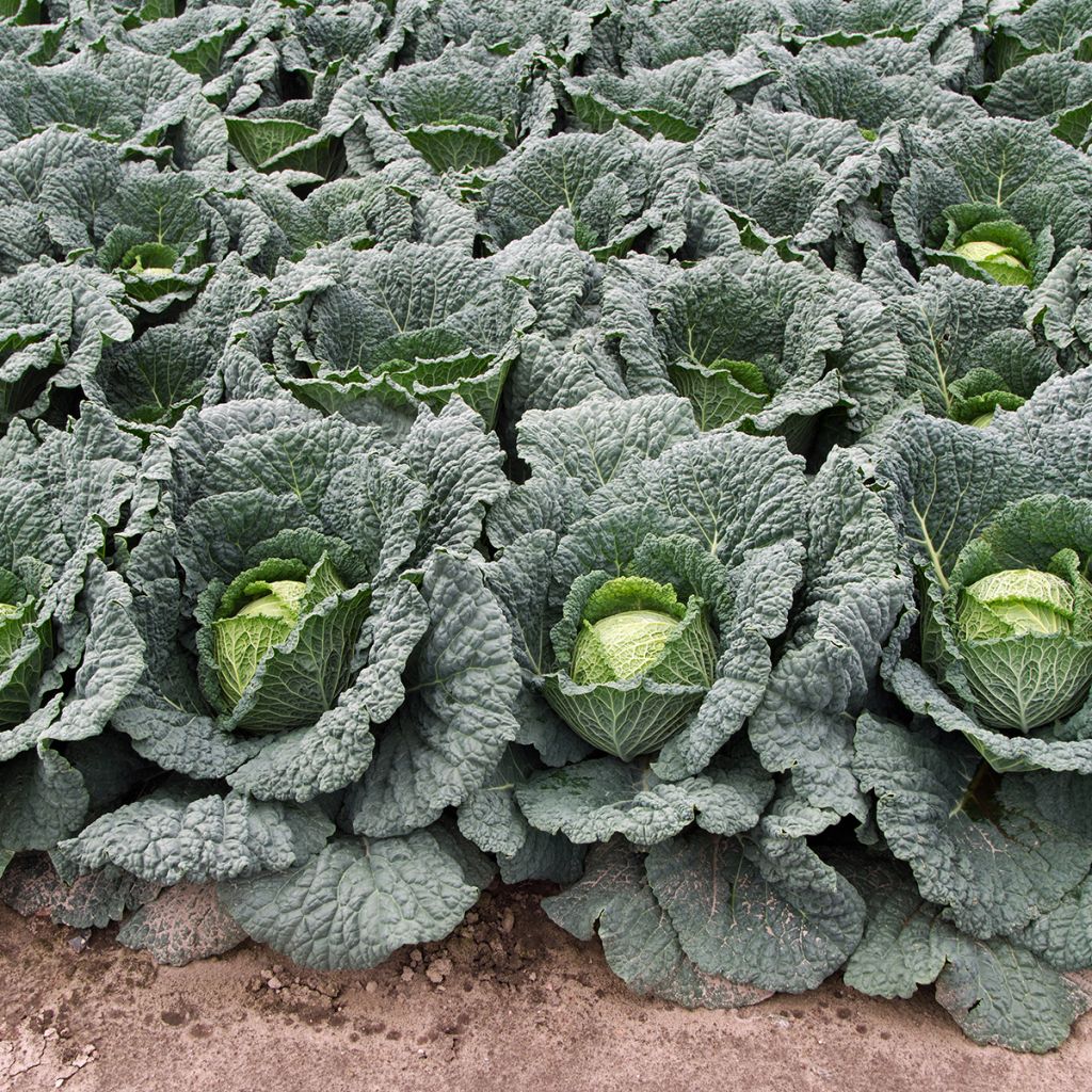 Savoy Cabbage Aubervilliers