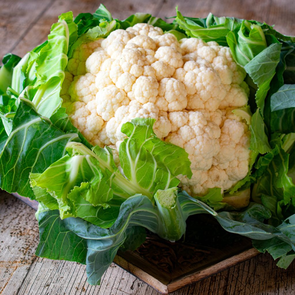 Cauliflower Extra-Early of Angers - Brassica oleracea