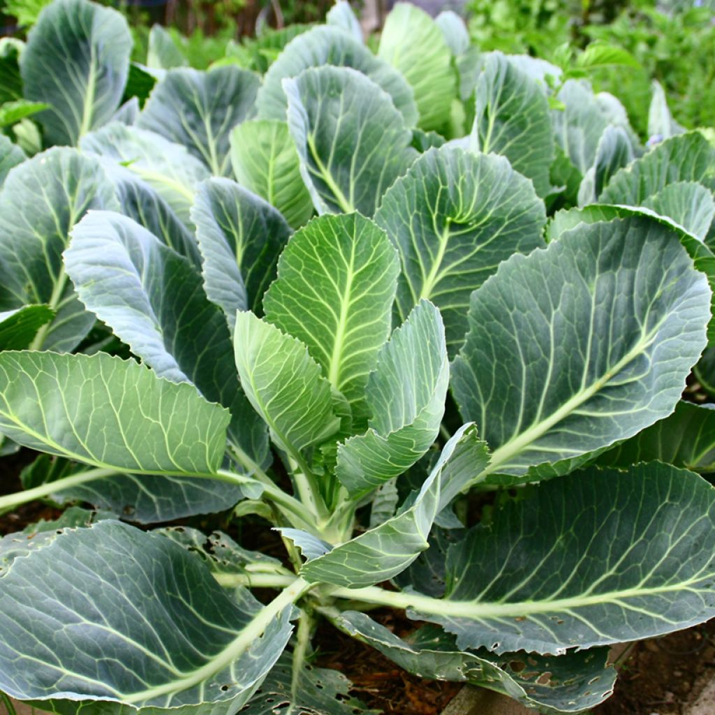 Fodder cabbage Proteor - Vilmorin Seeds