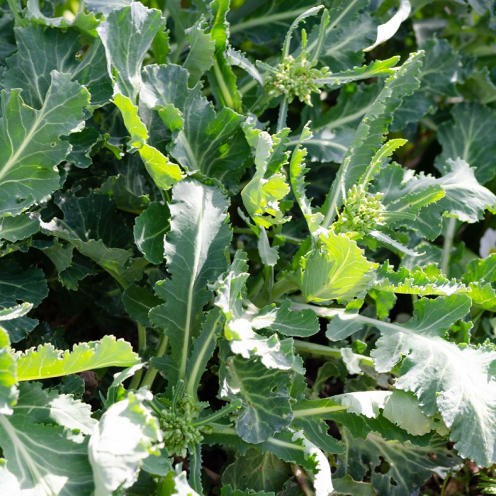 Organic Daubenton Perpetual Cabbage - Brassica oleracea