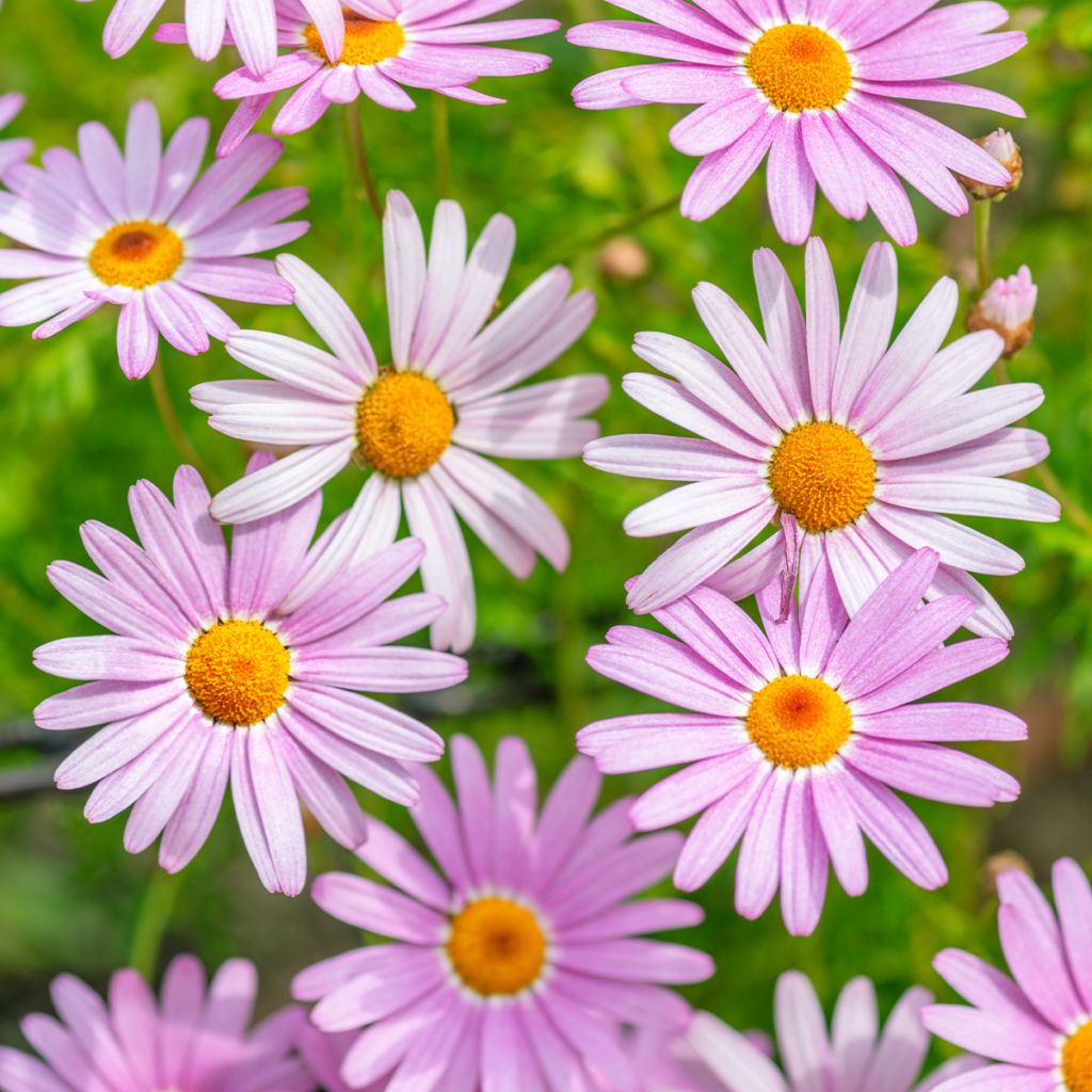 Chrysanthemum arcticum Roseum, Marguerite