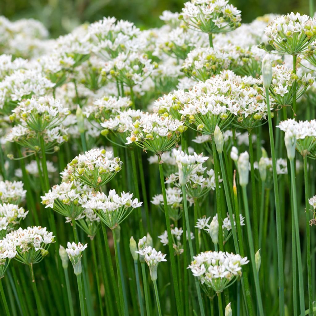 Chinese Chives organic seeds - Allium tuberosum