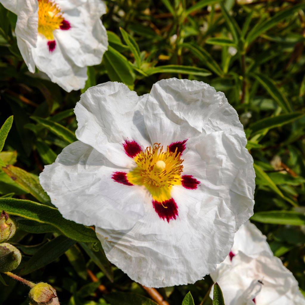 Cistus lusitanicus Decumbens - Rockrose