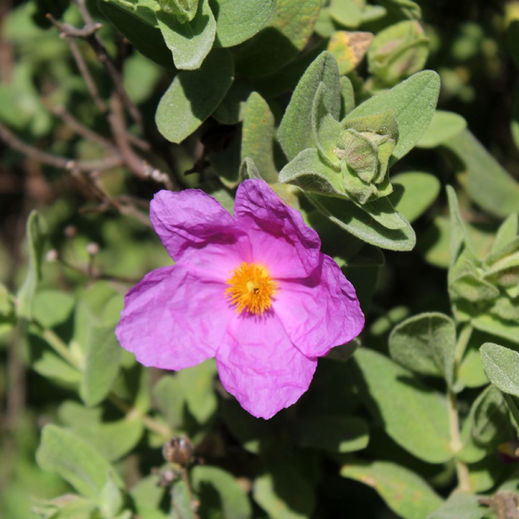 Cistus albidus 