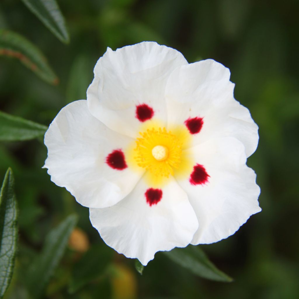 Cistus x dansereaui Jenkyn Place - Rock rose