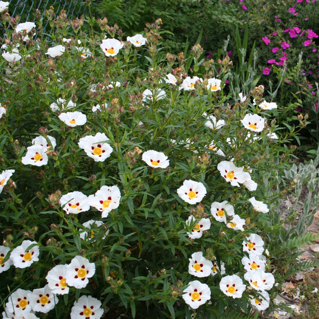 Cistus x dansereaui Jenkyn Place - Rock rose
