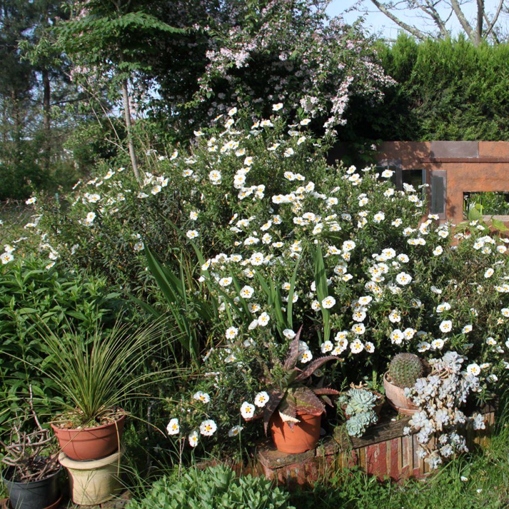 Cistus x dansereaui Jenkyn Place - Rock rose