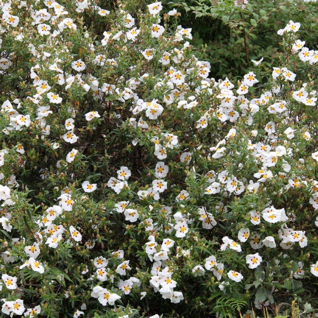 Cistus x dansereaui Jenkyn Place - Rock rose