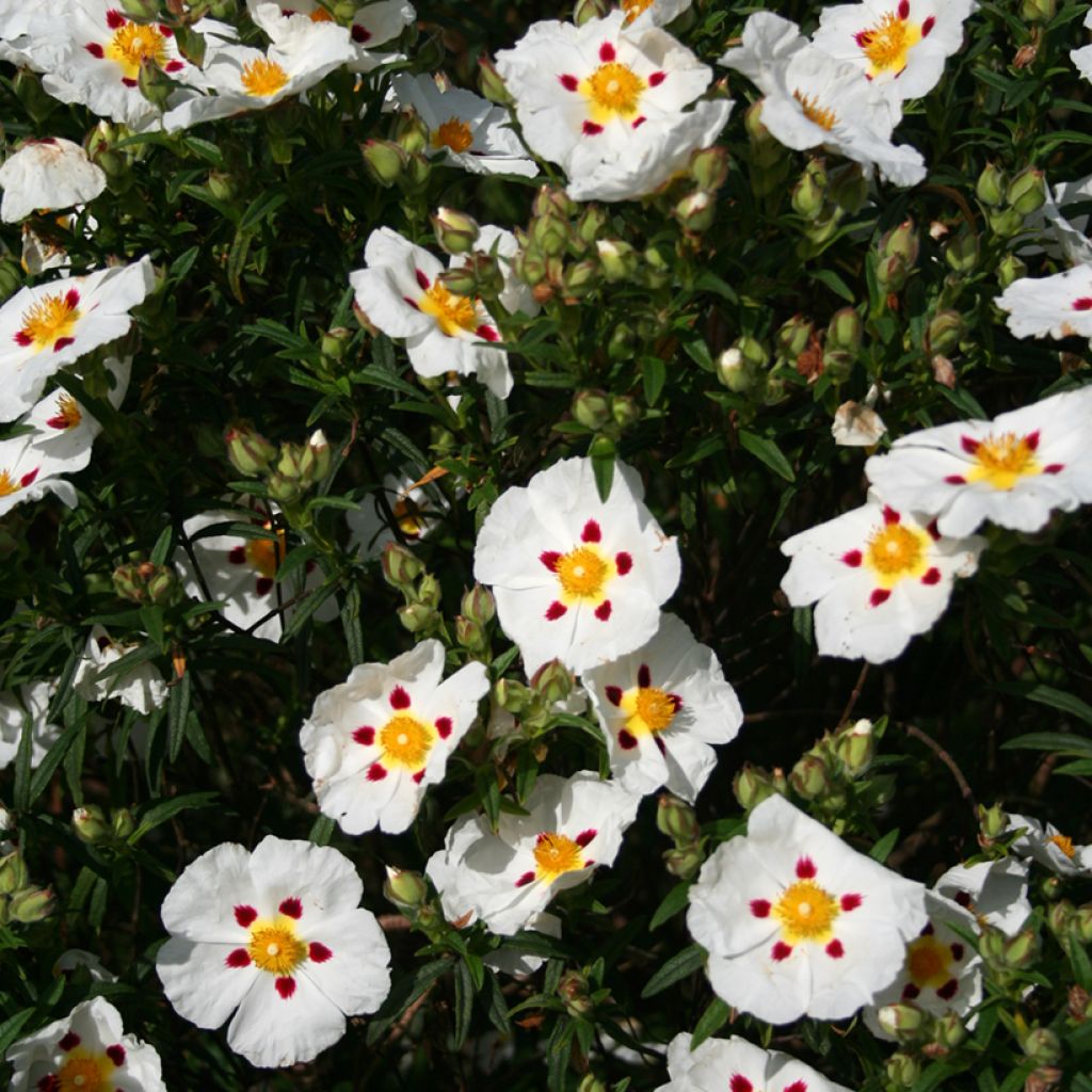 Cistus x dansereaui Jenkyn Place - Rock rose