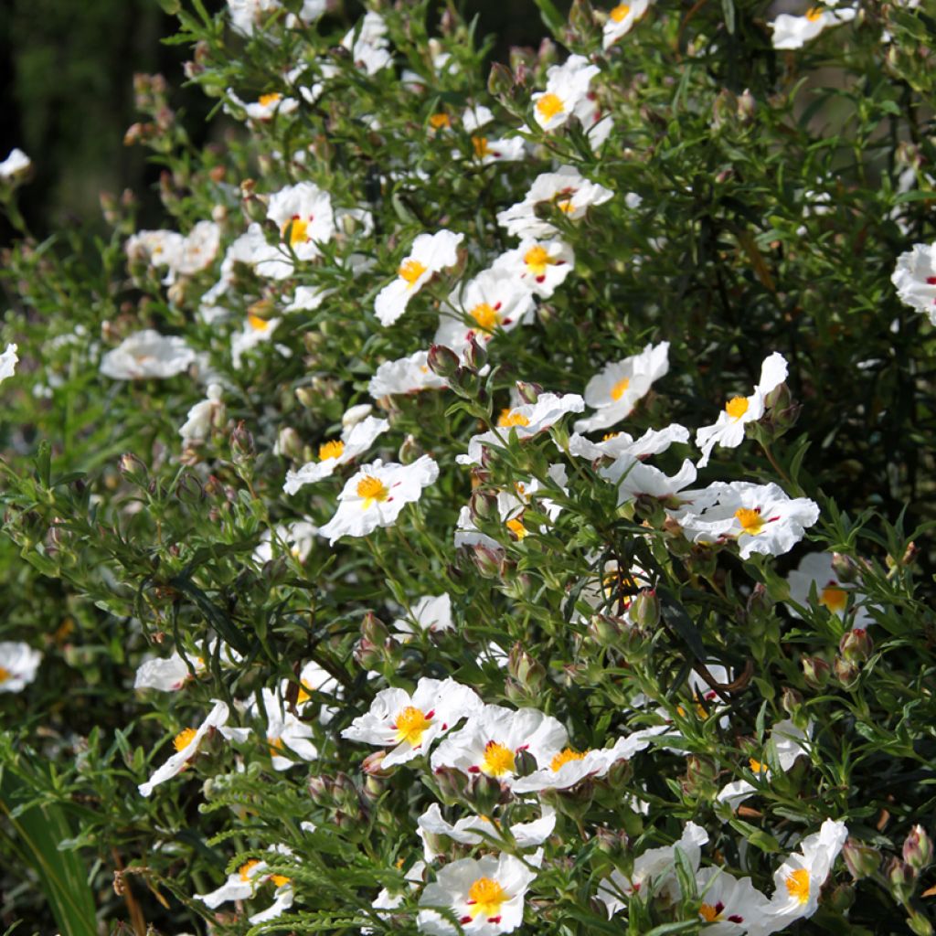 Cistus x dansereaui Jenkyn Place - Rock rose