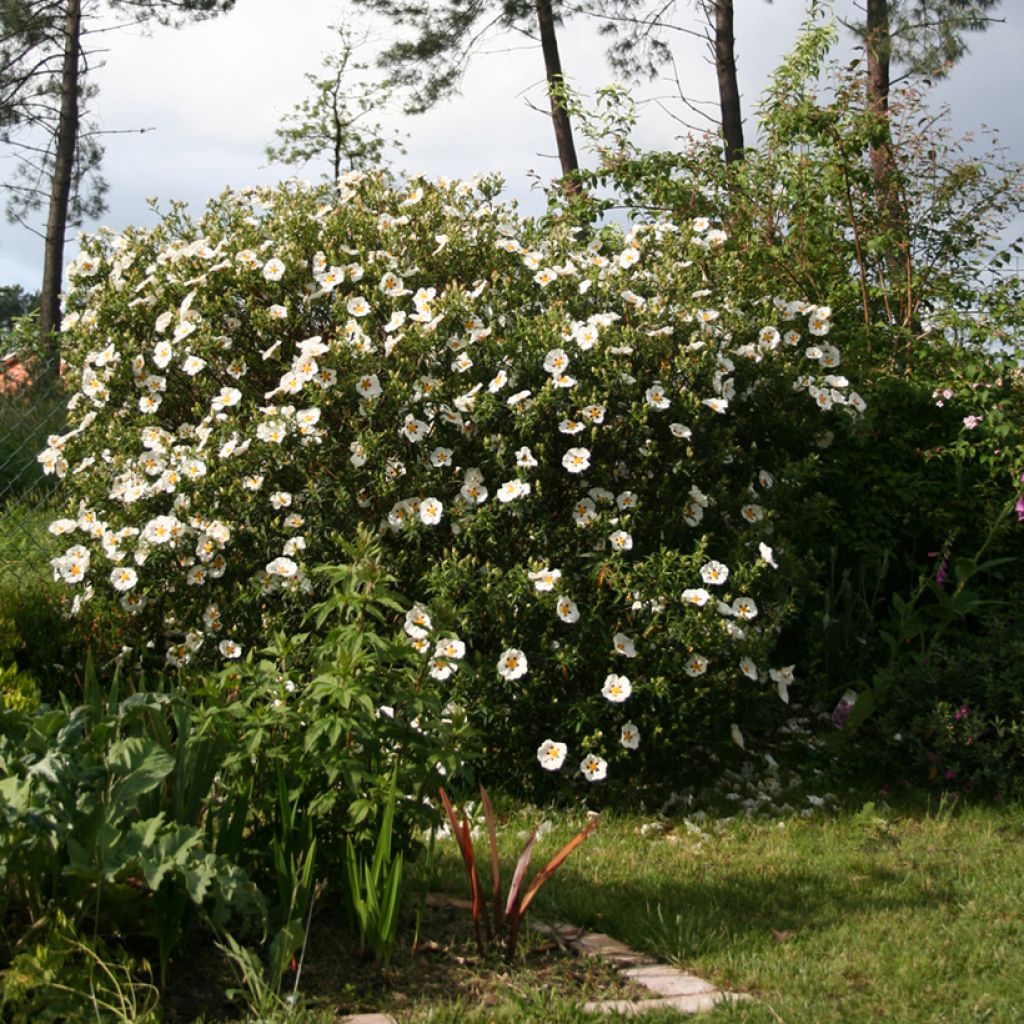 Cistus x dansereaui Jenkyn Place - Rock rose