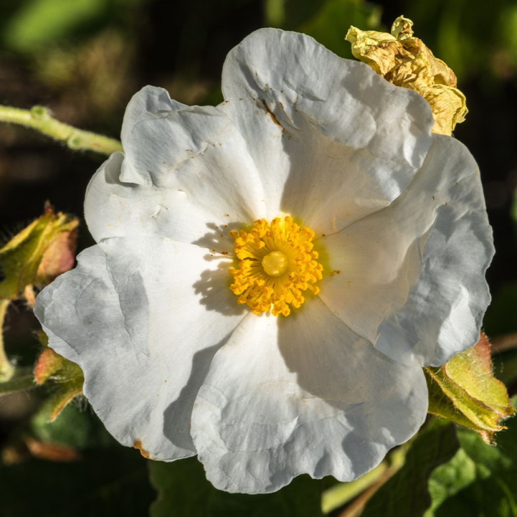 Cistus populifolius - Poplar-leaved Rockrose