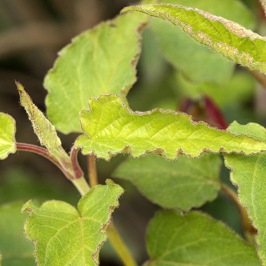 Cistus populifolius - Poplar-leaved Rockrose