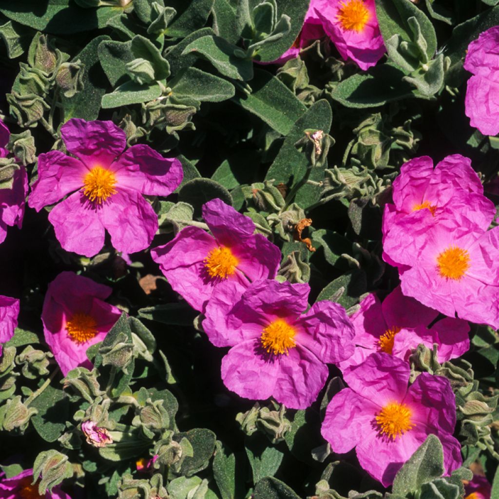 Cistus pulverulentus - Rockrose