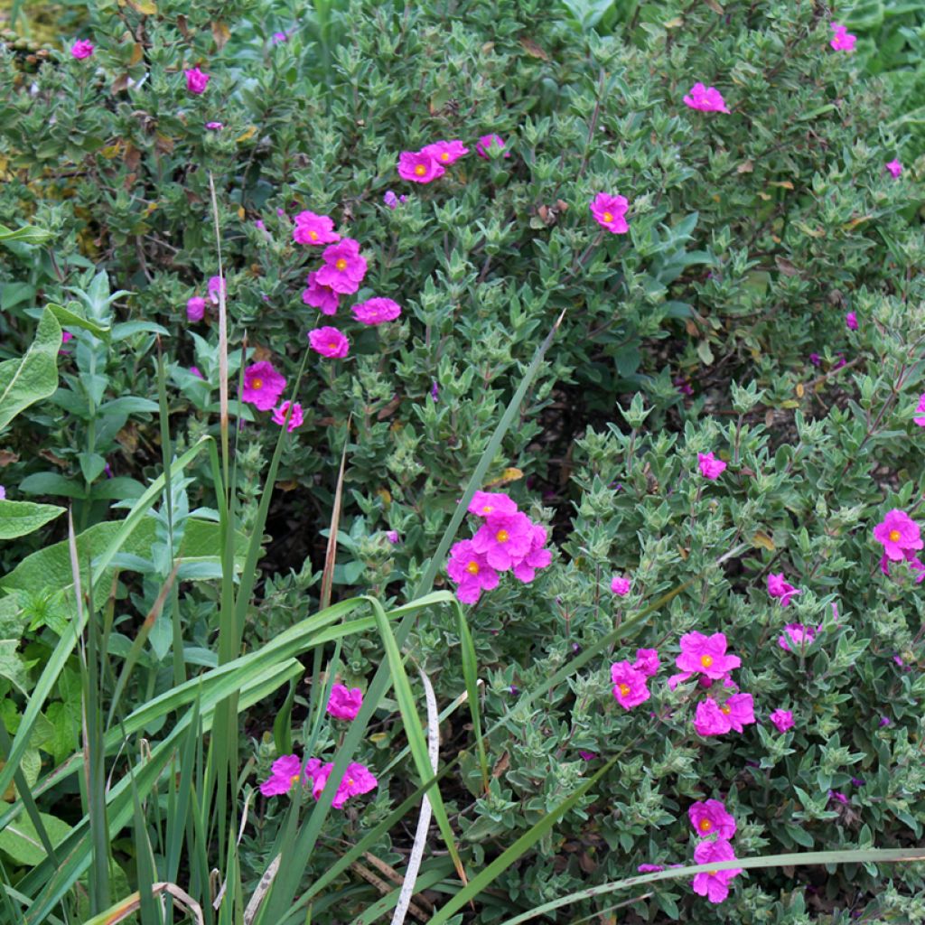 Cistus pulverulentus - Rockrose