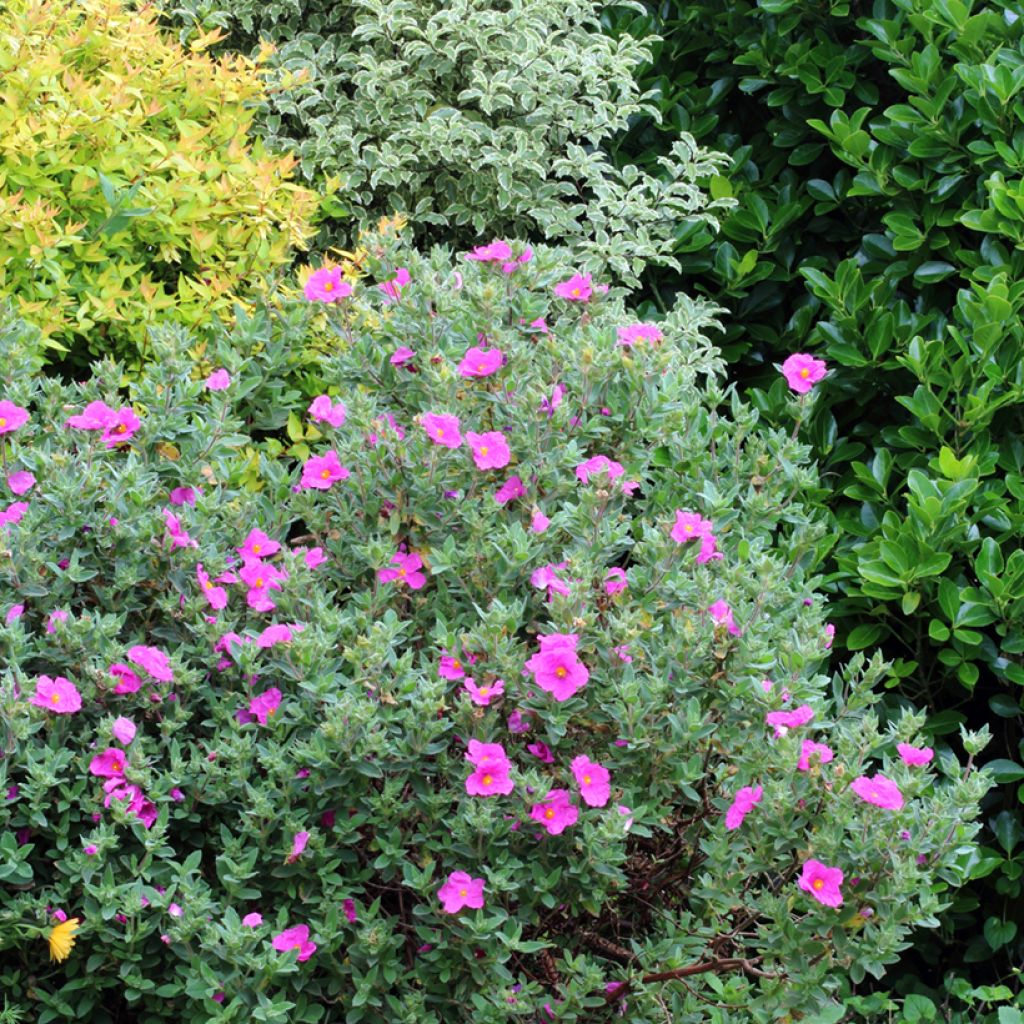 Cistus pulverulentus Sunset - Rockrose