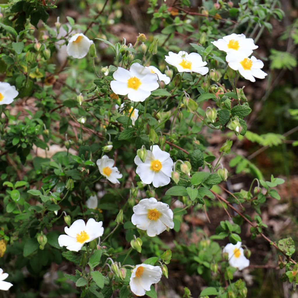 Cistus salviifolius - Rockrose