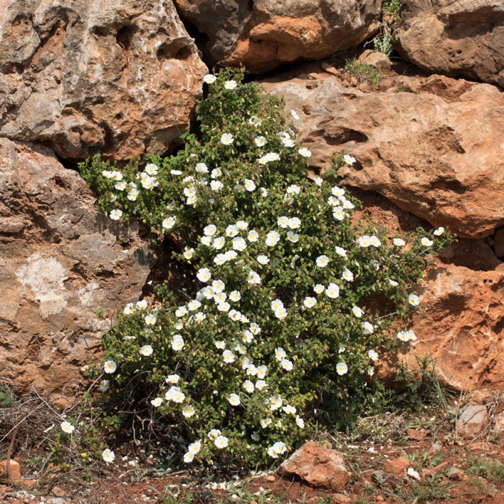 Cistus salviifolius - Rockrose