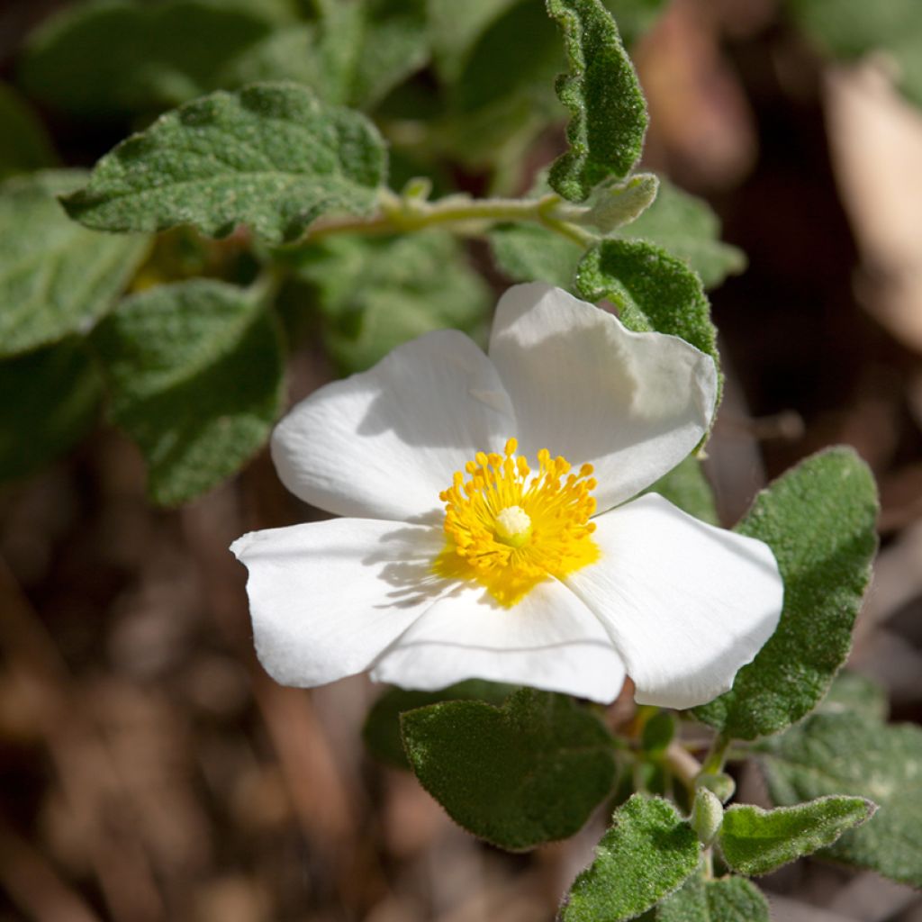 Cistus salviifolius - Rockrose