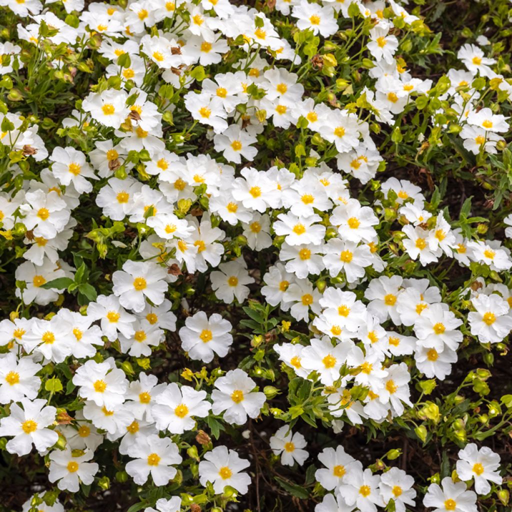 Cistus salviifolius - Rockrose