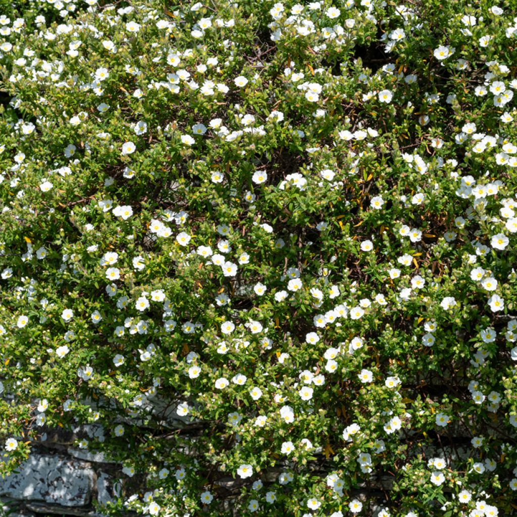 Cistus salviifolius - Rockrose