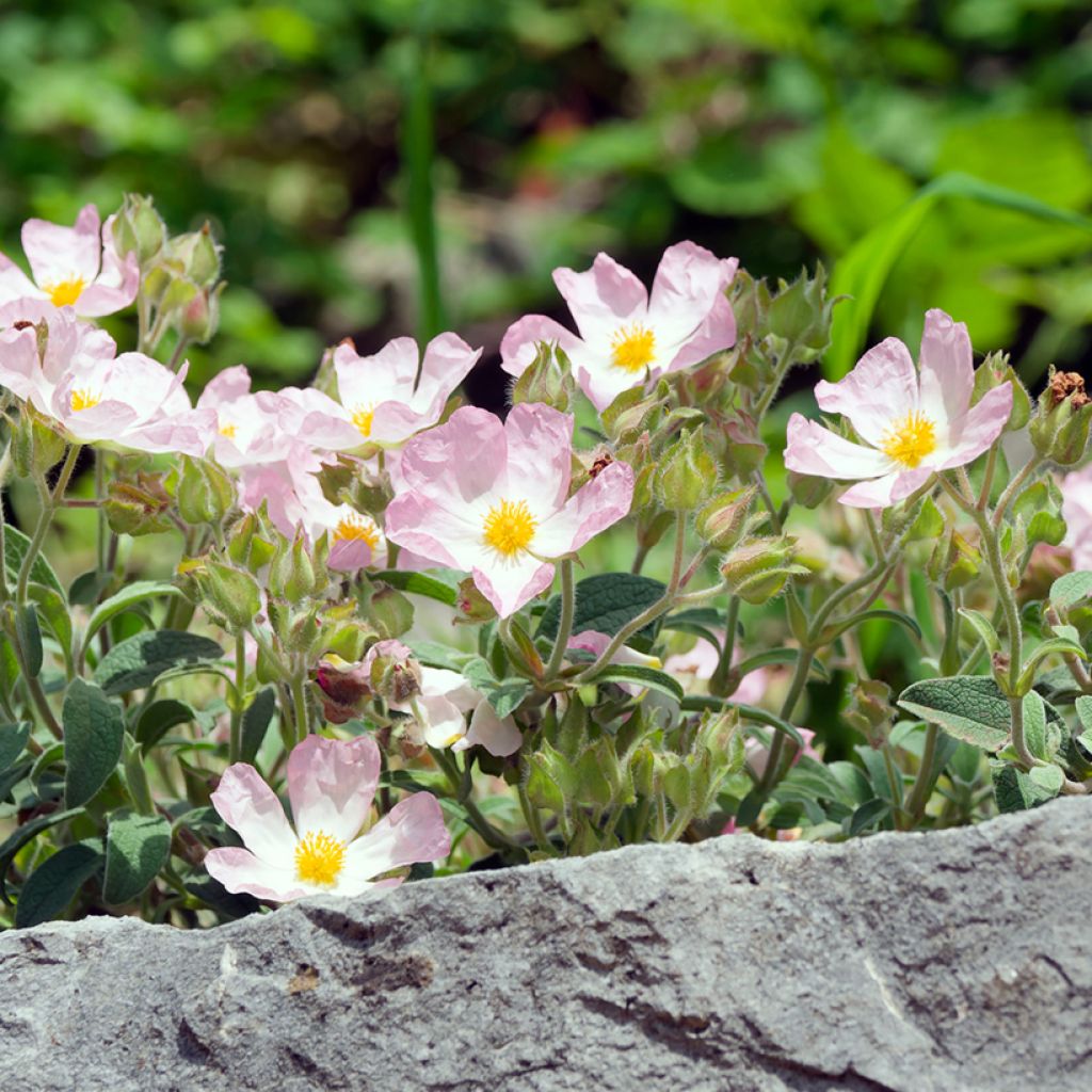 Cistus Grayswood Pink