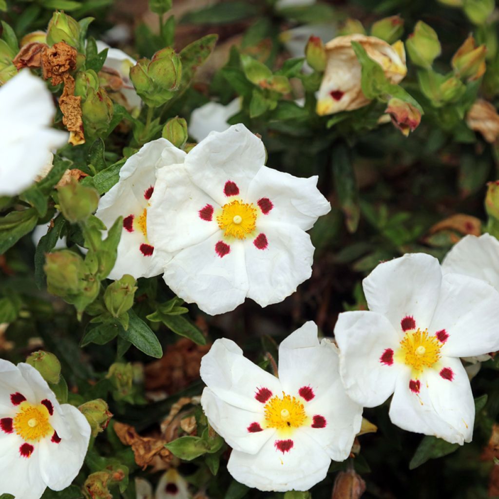 Cistus x loretii - Rockrose