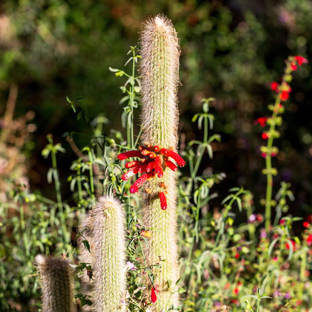 Cleistocactus strausii - Silver torch