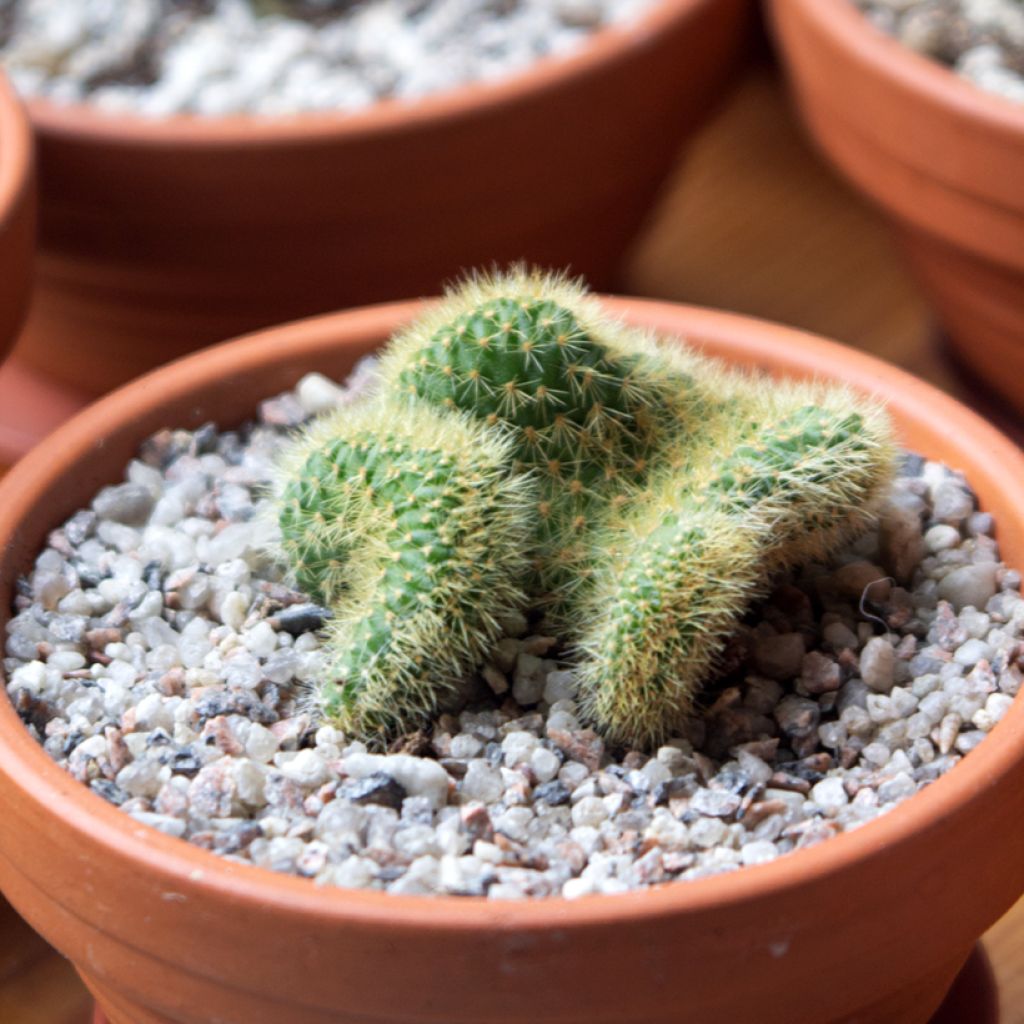 Cleistocactus winteri f. cristata - Golden rat tail cactus