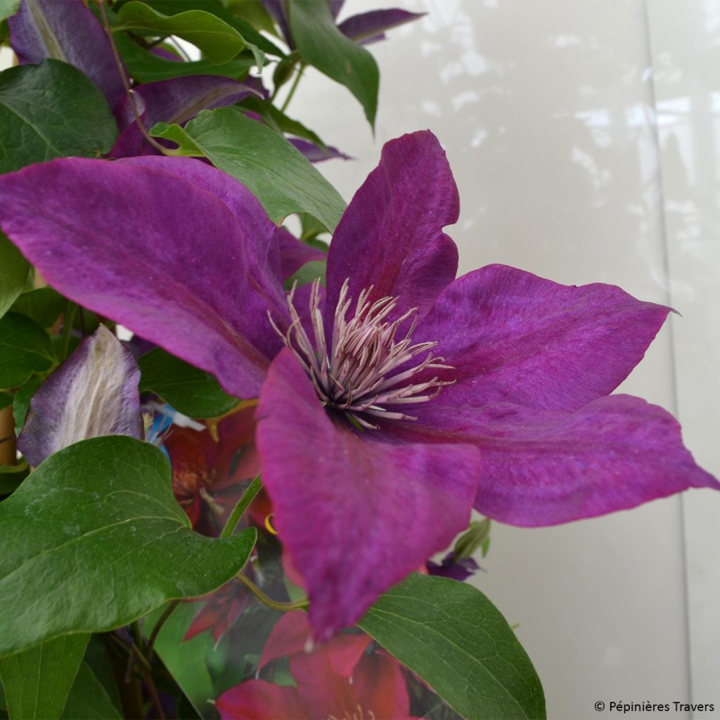 Clematis Picardy