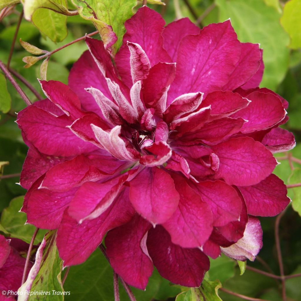 Clematis Red Passion