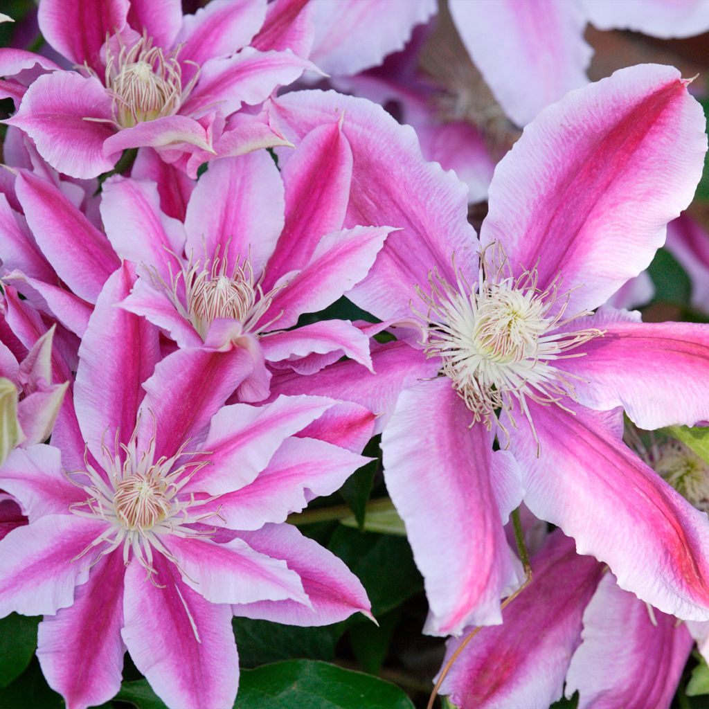 Clematis Sugar Candy