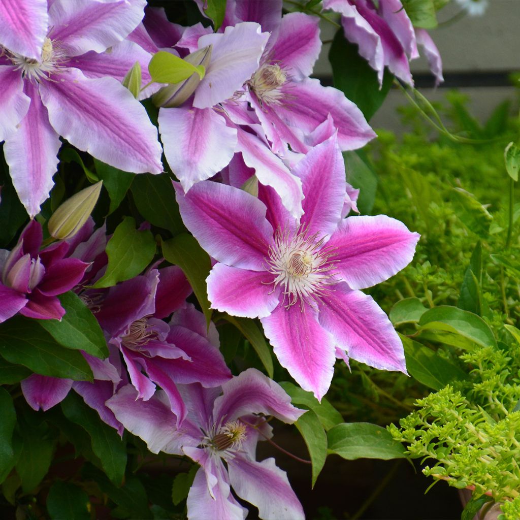 Clematis Sugar Candy