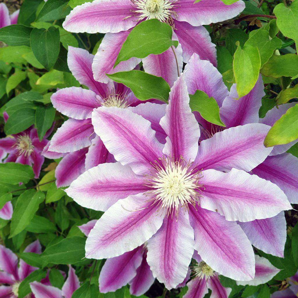 Clematis Sugar Candy