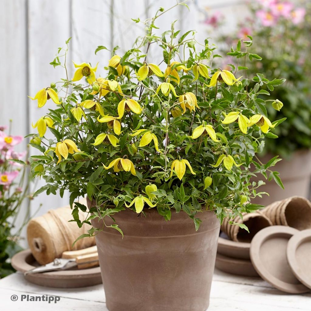 Clématite - Clematis tangutica Little Lemons