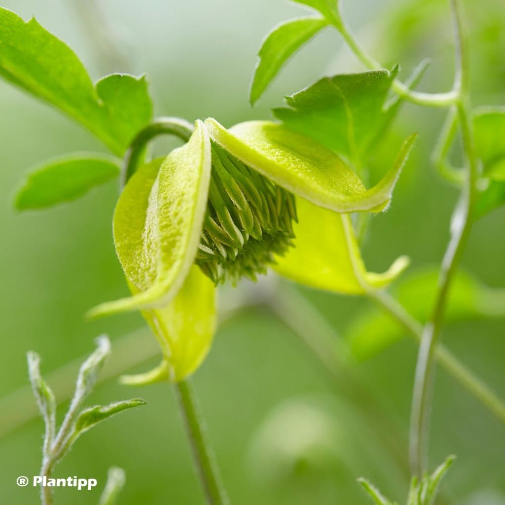 Clématite - Clematis tangutica Little Lemons