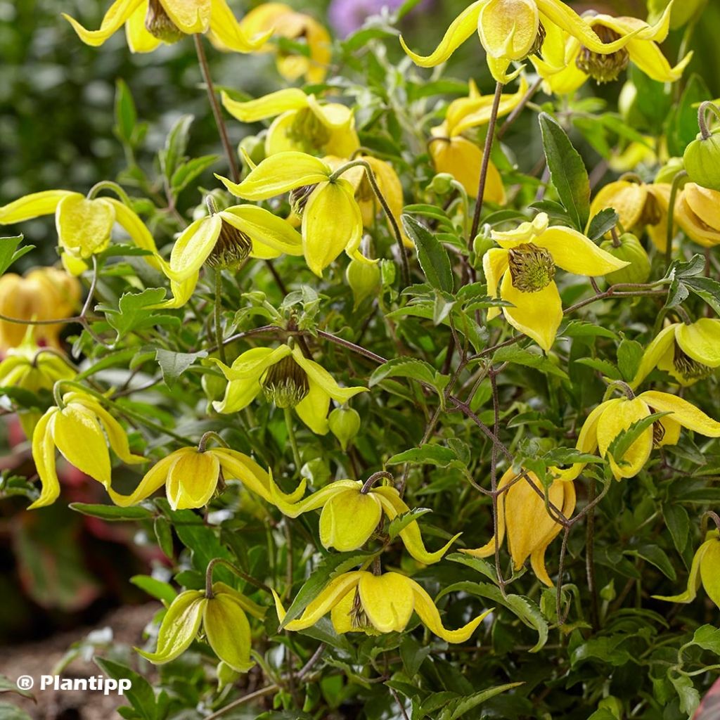 Clématite - Clematis tangutica Little Lemons