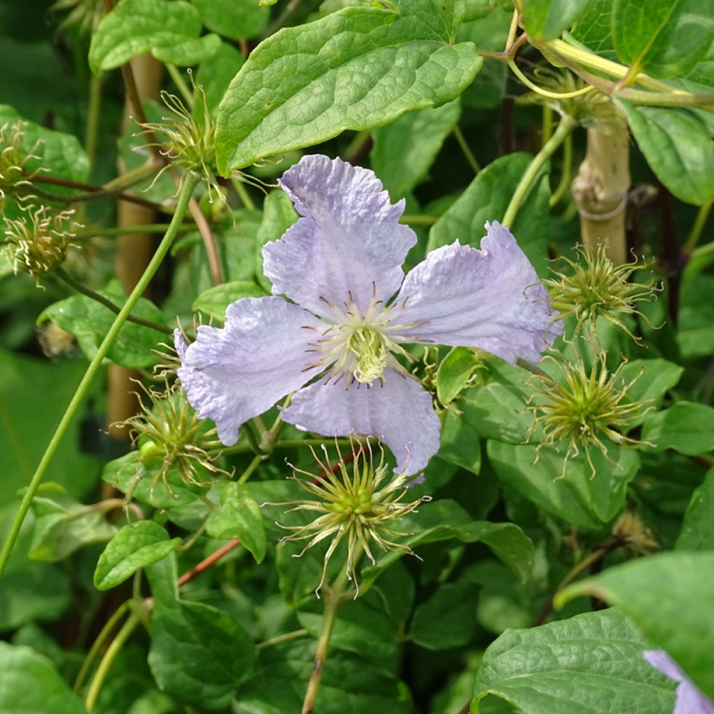 Clematis Blekitny Aniol