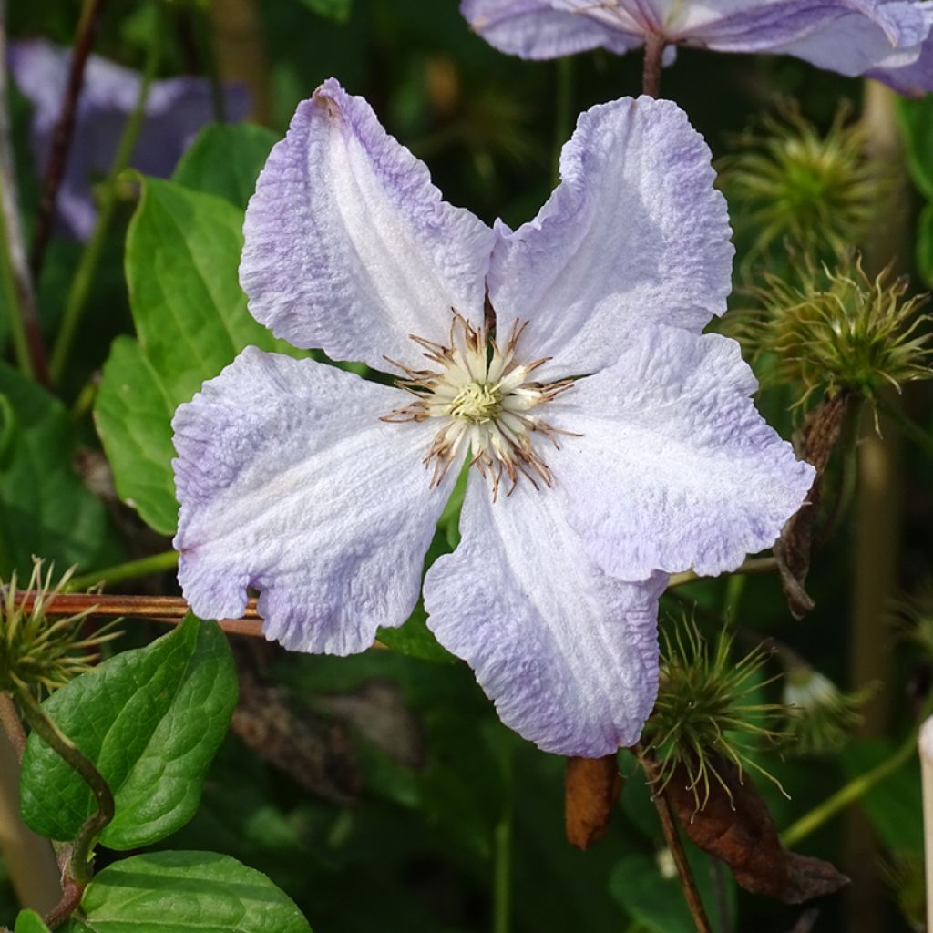 Clematis Blekitny Aniol