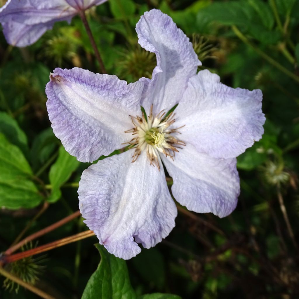 Clematis Blekitny Aniol