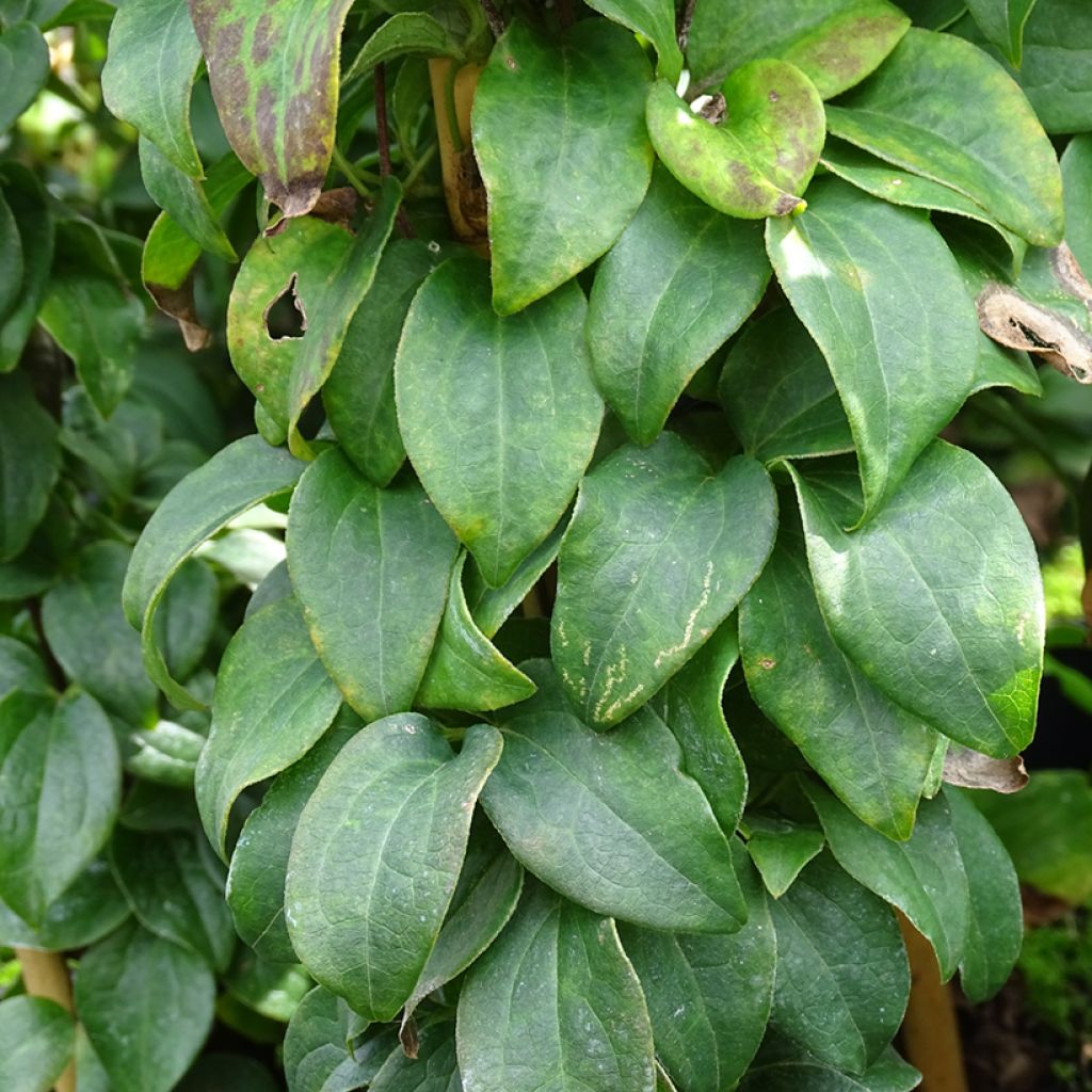 Clematis integrifolia Baby Star 'Zobast'