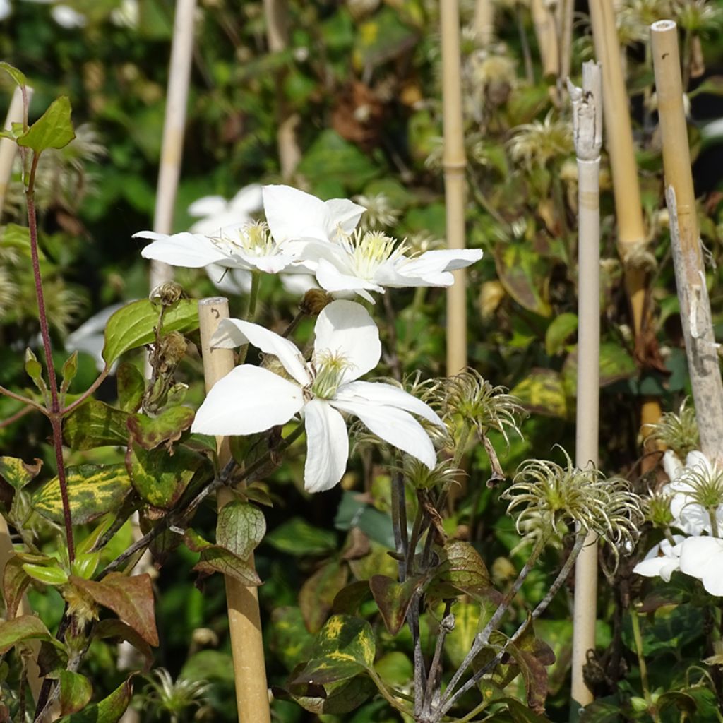 Clematis integrifolia Baby Star 'Zobast'